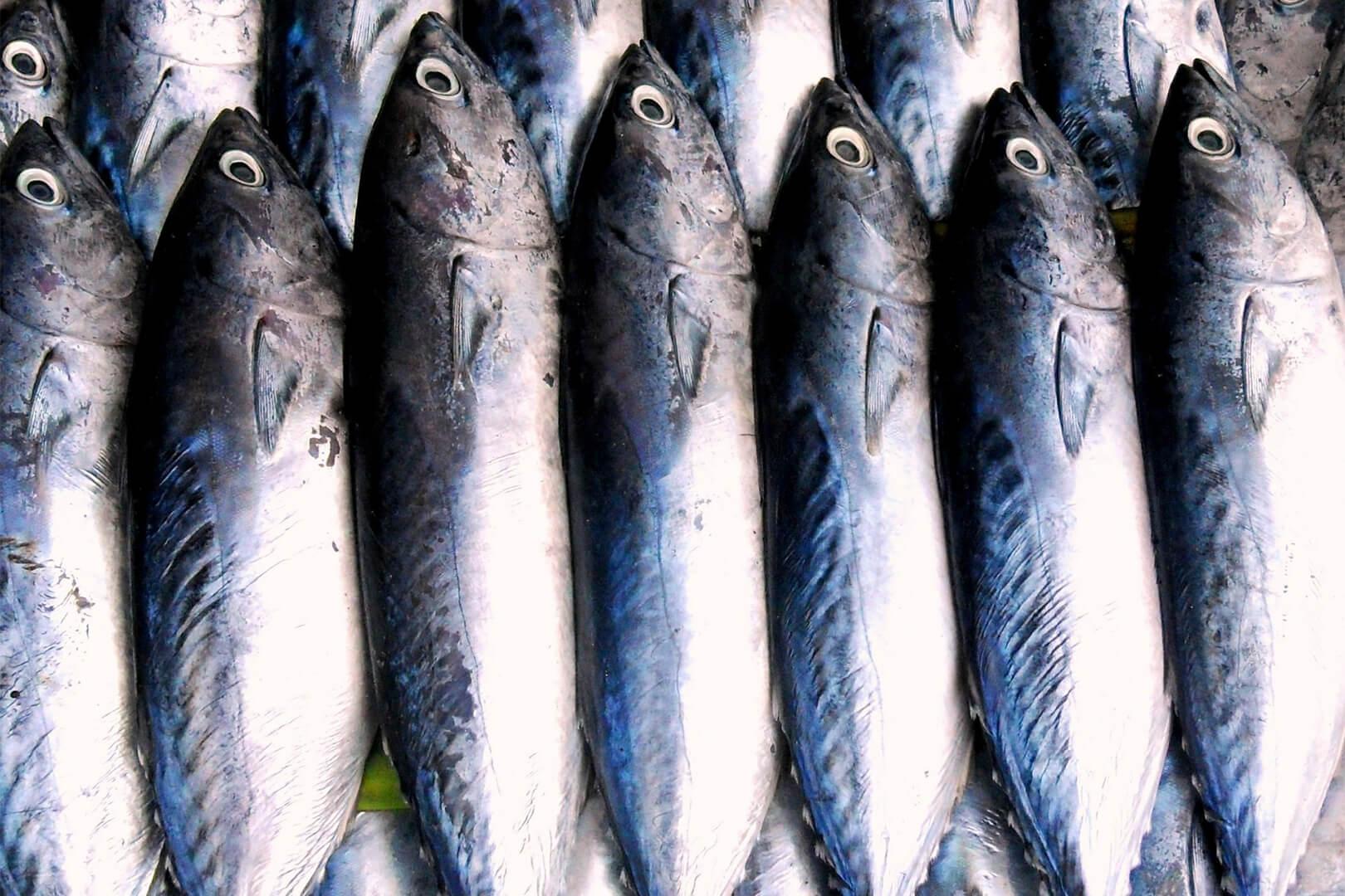 Go Wild for Health and Sustainability: Choose Wild-Caught Fish!