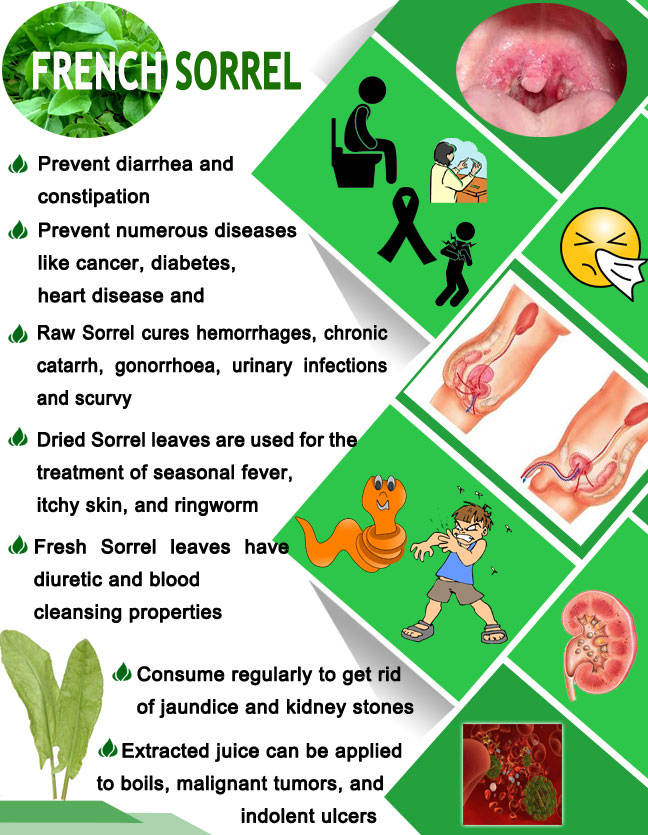 "Sorrel: The Delicious and Nutritious Herb You Need to Try Now!"