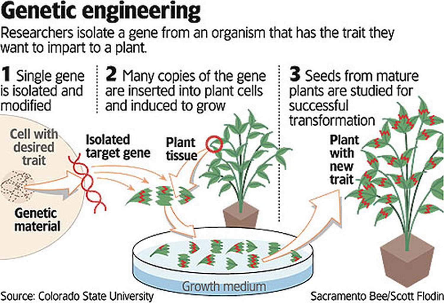 The Pros and Cons of Genetic Modification: What You Need to Know