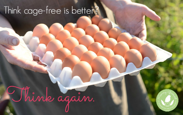 Unlock the Versatility and Deliciousness of Free-Range Eggs with These Recipes