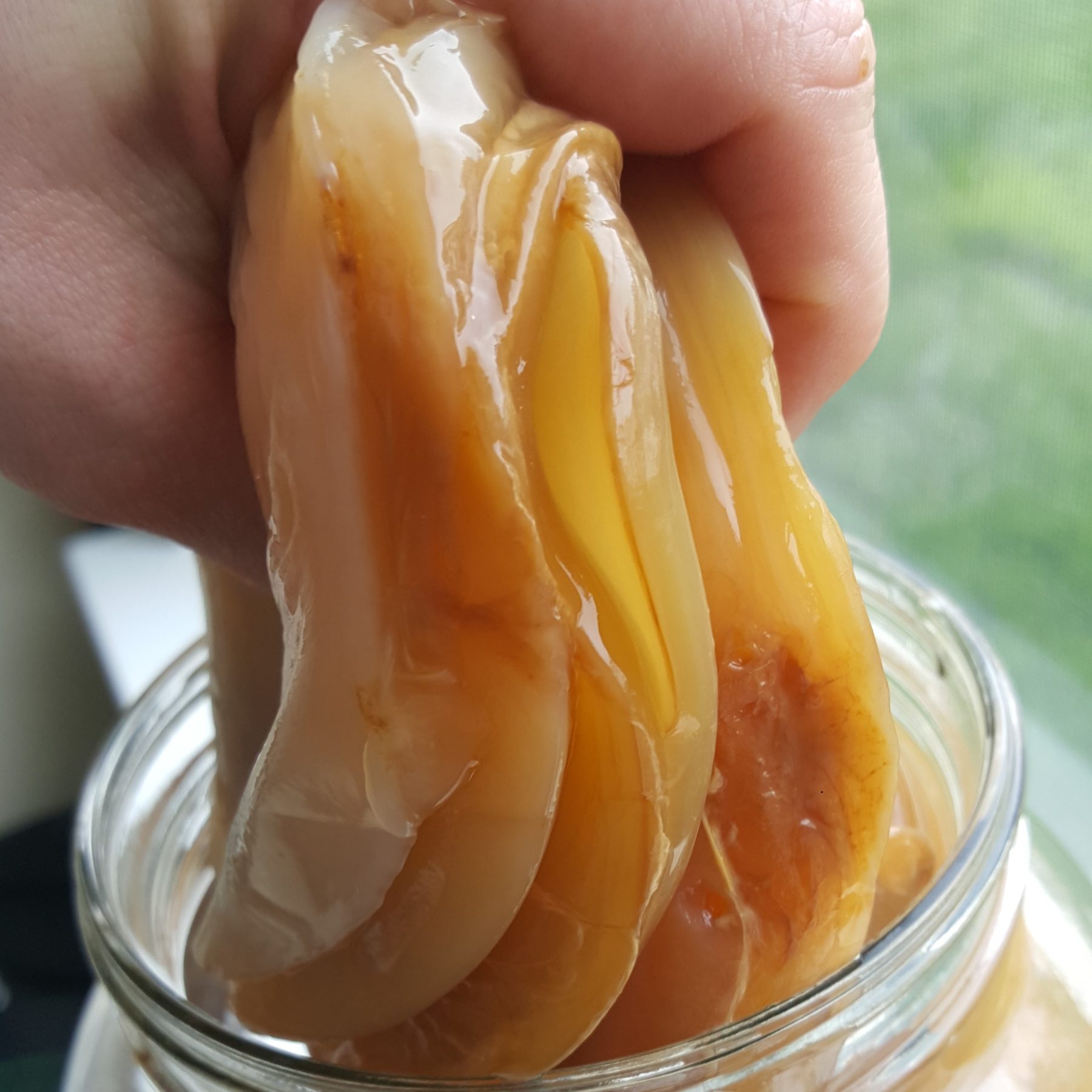 8 Surprising Ways to Use Kombucha SCOBY Beyond Brewing Kombucha