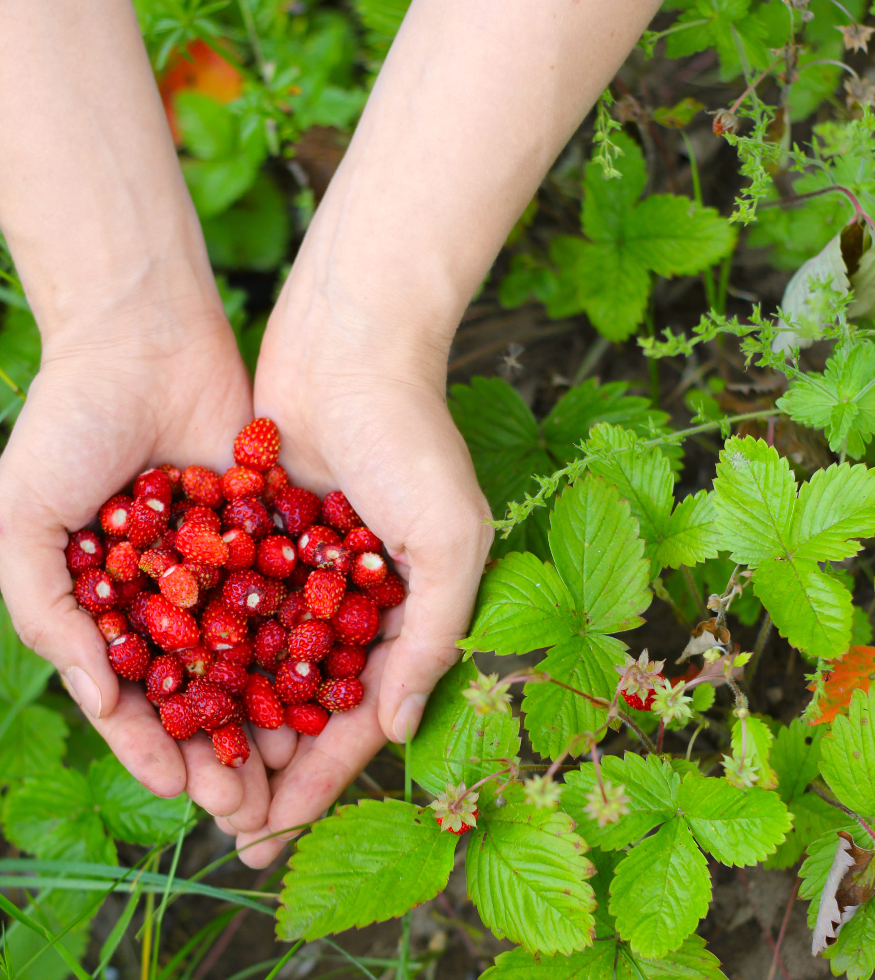 Foraging for Wild Edibles: A Delicious and Healthy Adventure in Every Season