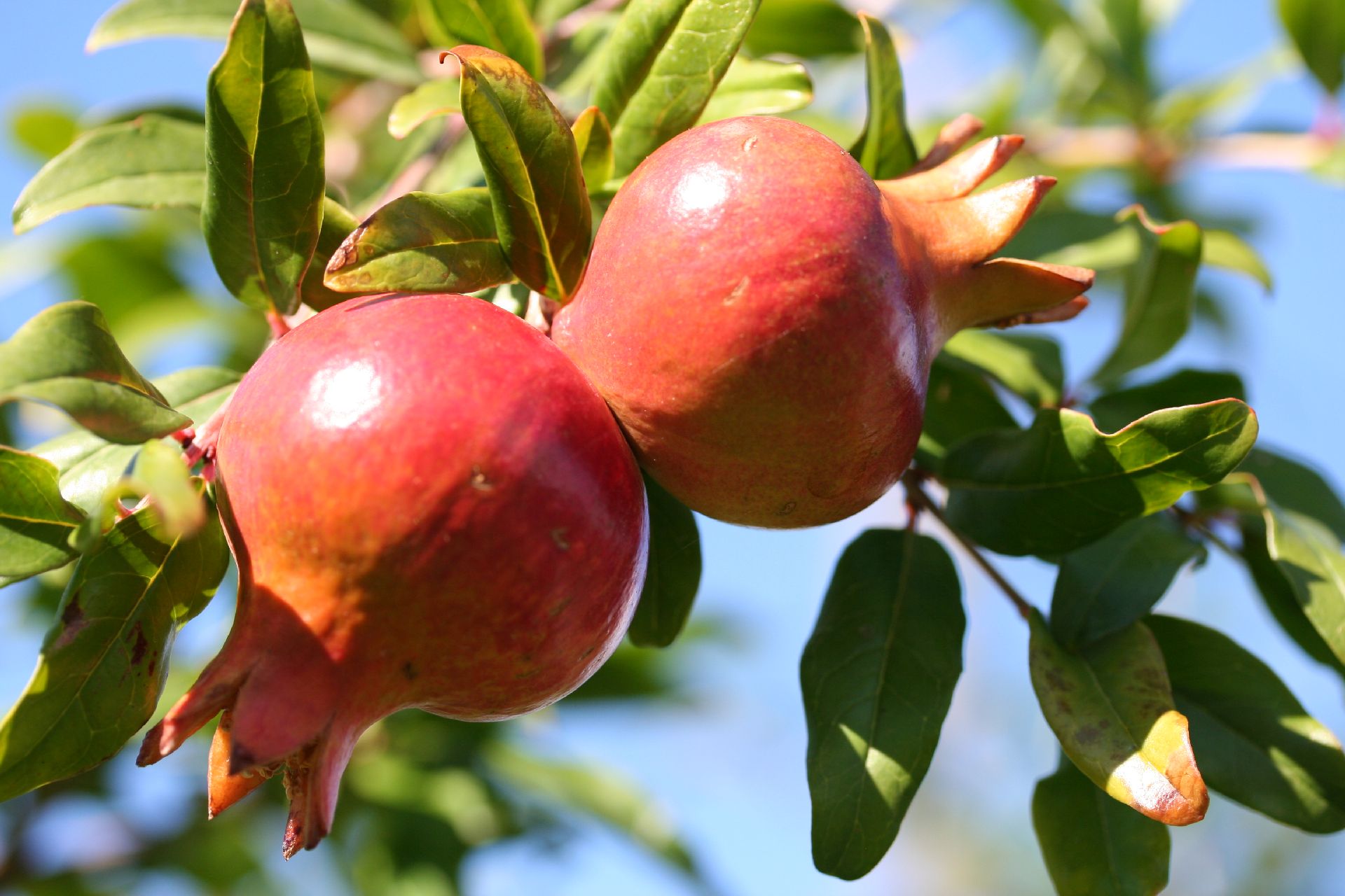 Unveiling the Rich History and Cultural Significance of Pomegranates Beyond their Nutritional Value