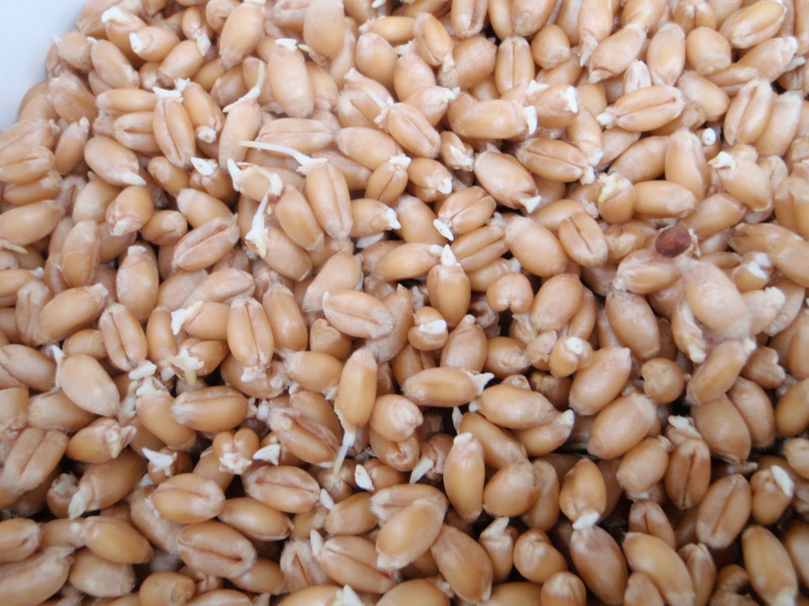 Sprouted Grains: The Nutrient-Packed Superfood You Need in Your Diet