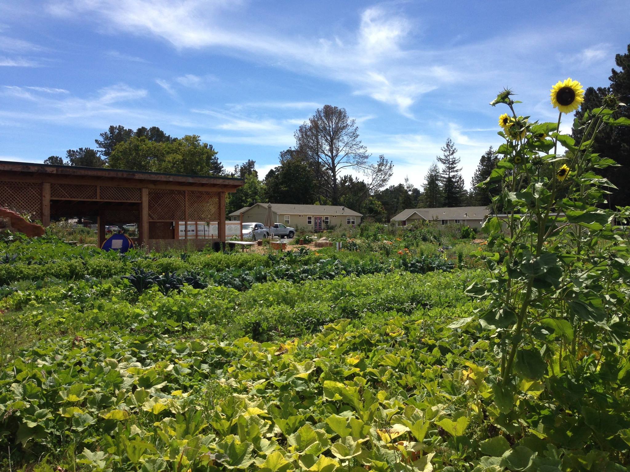 Growing Produce Locally: Permaculture Design Principles for Sustainable Agriculture