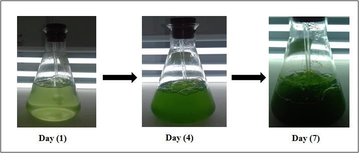 The Growing Economics of Commercial Chlorella Production