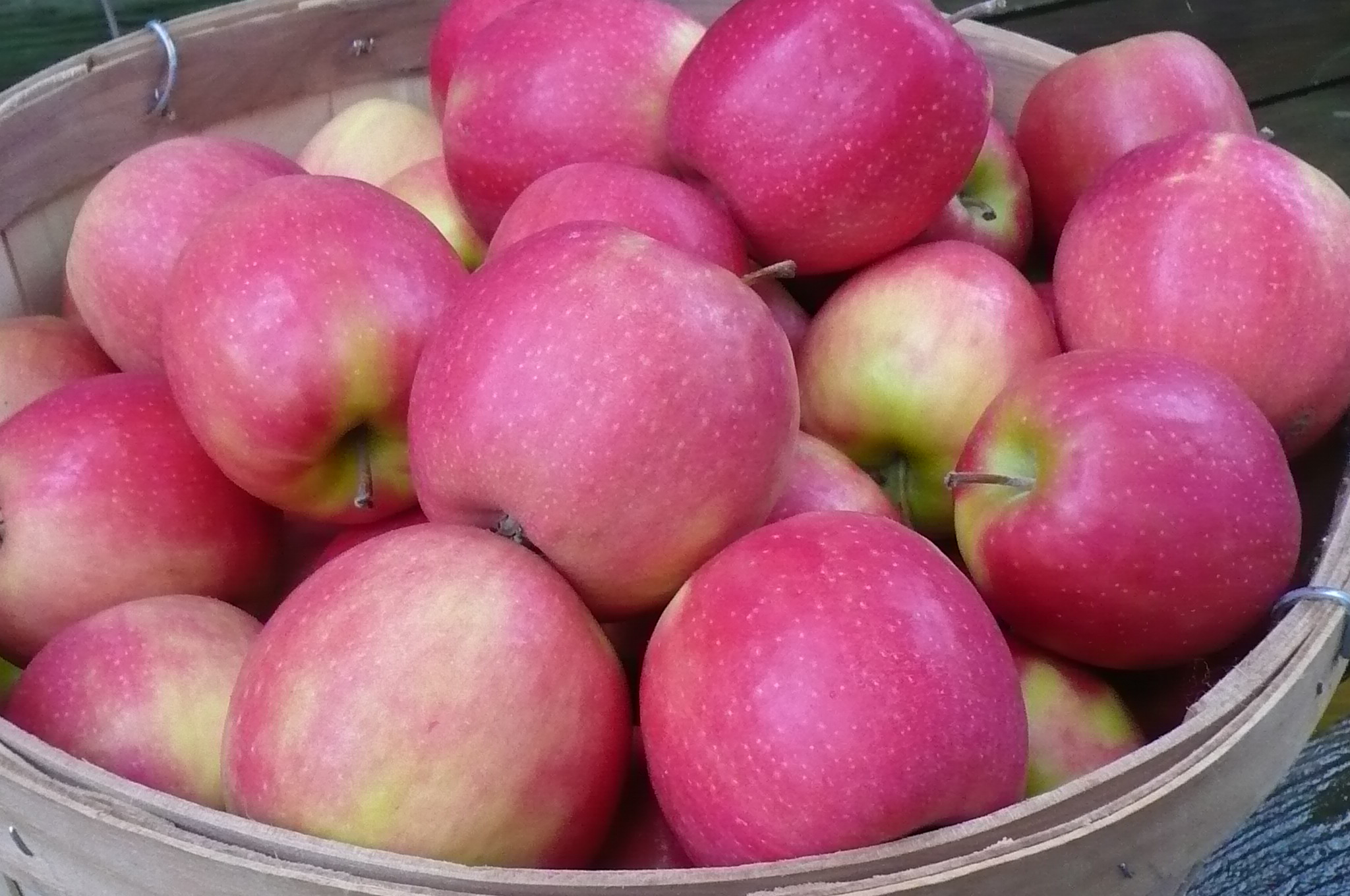 "Get Your Sweet Fix with Nutrient-Packed Pink Lady Apples!"