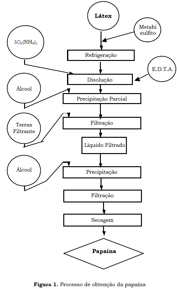 DIY Papain Extraction: Unlocking the Health Benefits of Fresh Papayas!