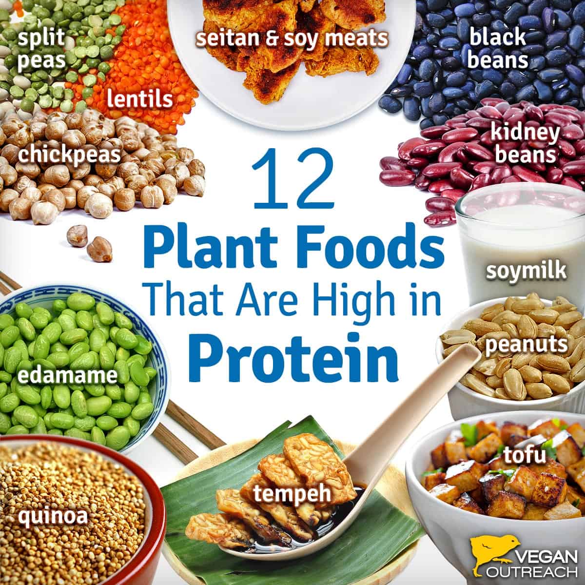 Going Vegan? Here’s How to Incorporate Nutrient-Rich Plant-Based Foods into Your Diet!