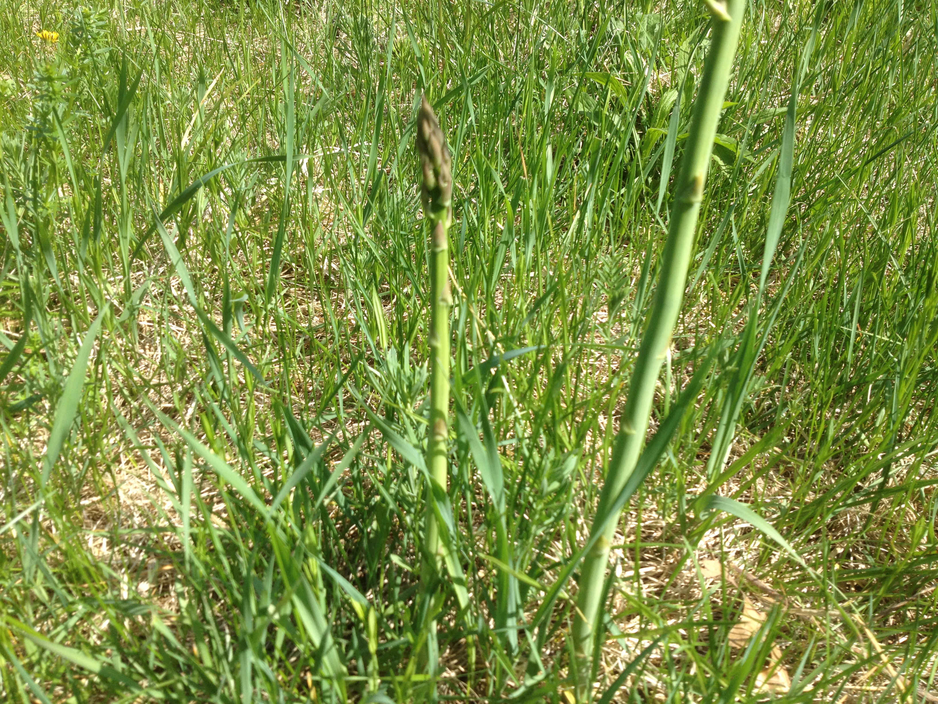 Unearthing the Delights of Wild Asparagus: A Culinary Adventure through History and Flavor