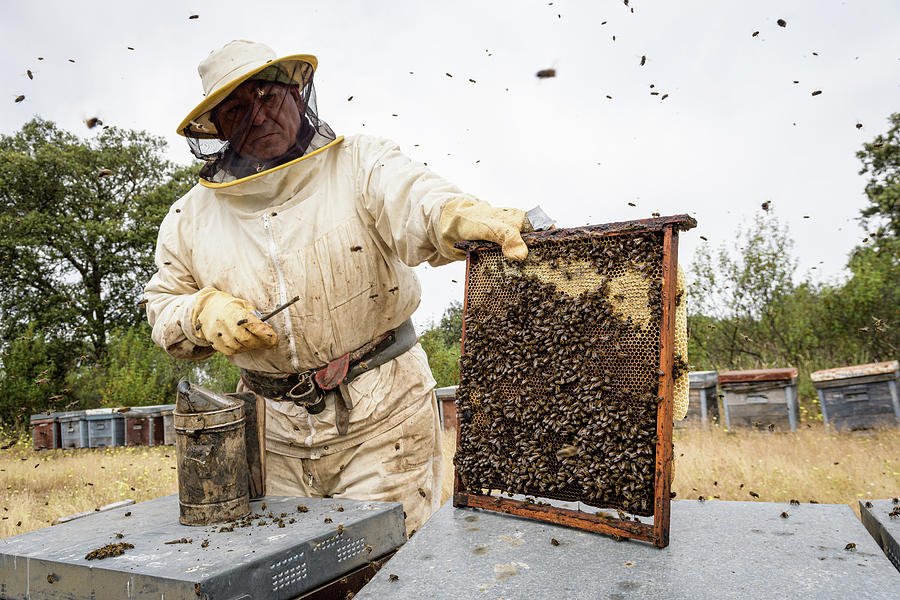 Sweet Benefits: Local Honey and Beekeeping for Your Health