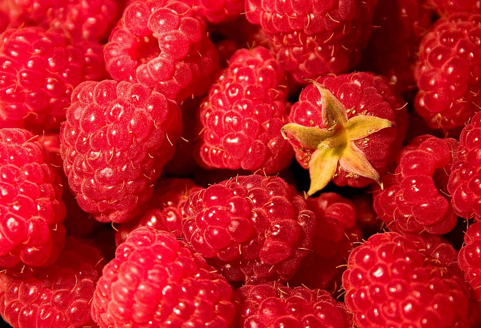 “Berrylicious and Fiber-Rich: Exploring the World of Raspberries”