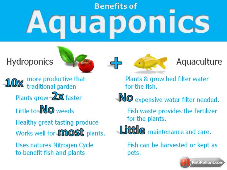 Unlocking the Potential: Exploring the Benefits of Aquaponics Systems