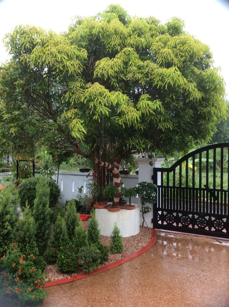 "Grow Your Own Delicious Mangoes at Home with These Expert Tips!"