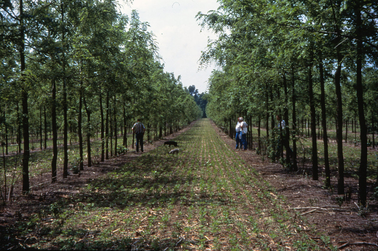“Agroforestry Systems: Cultivating Healthy Diets and a Greener Future”