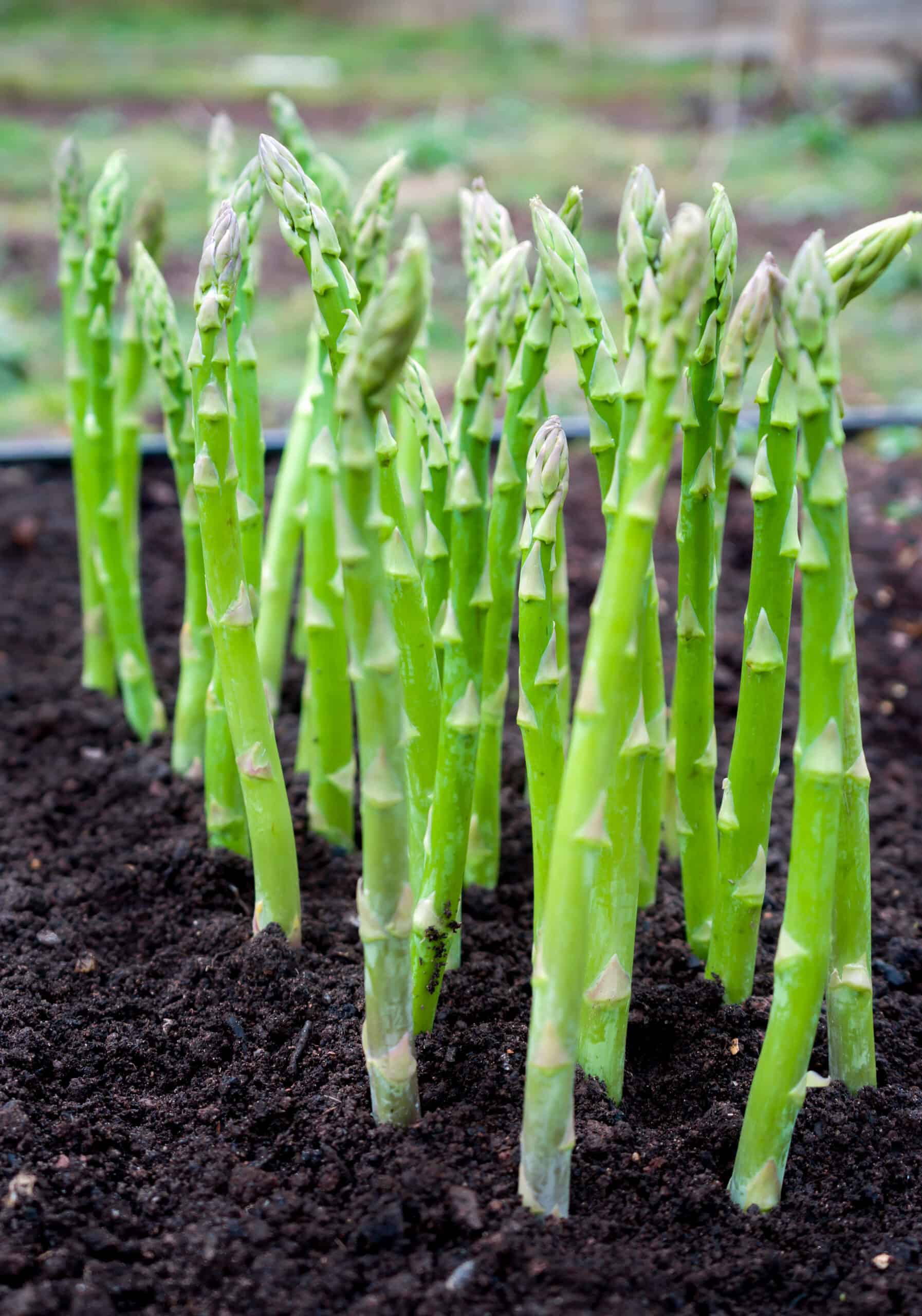 “Homegrown Asparagus: A Nutrient-Packed Delight in Your Own Garden!”