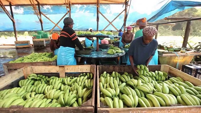 The Economic Might of Bananas: From Employment to Infrastructure, How This Fruit Fuels Global Economies