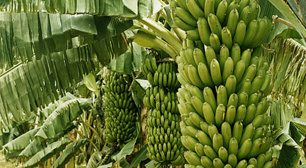 “Banana Cultivation 101: Grow Your Own Delicious and Nutritious Fruit!”