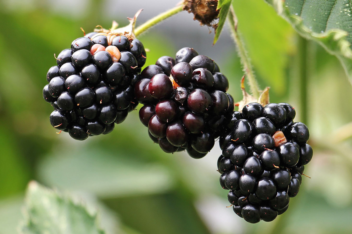 Unveiling the Mystical Powers of Blackberry Folklore