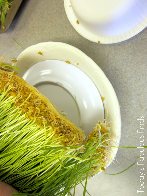 15 Delicious and Nutritious Wheatgrass Baked Goods Recipes