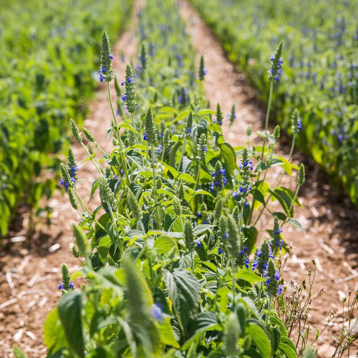 The Economic Superpower of Chia Seed Farming: Transforming Local Communities