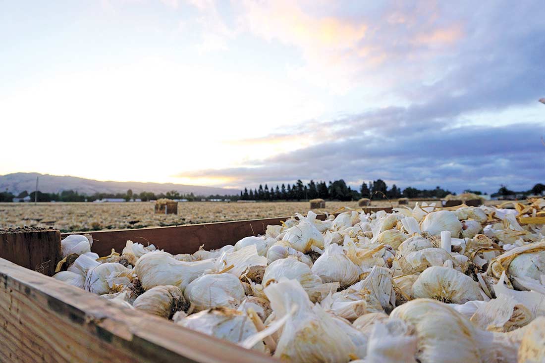 "From China to California: Unveiling the World's Top Garlic Producers and Their Flavorful Secrets"