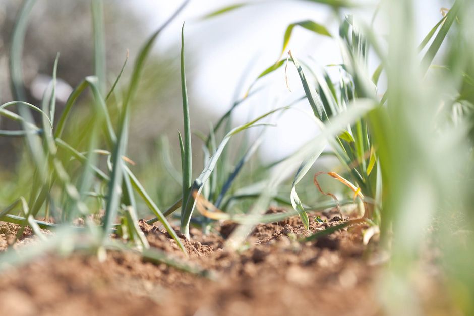 “Discover the Flavorful Benefits of Eating Locally Grown Foods”