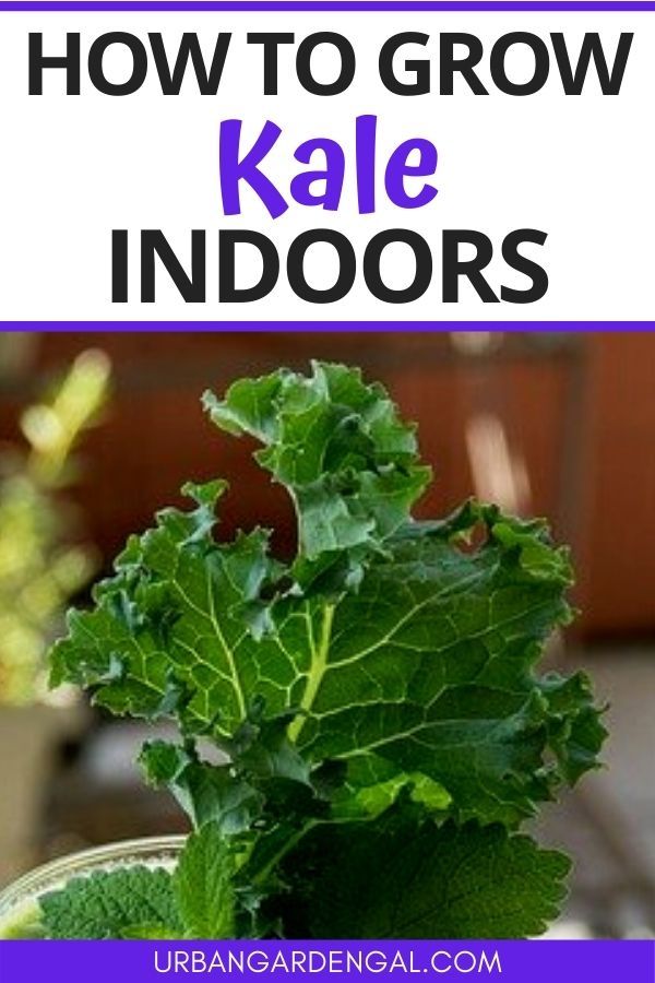 “Grow Your Own Kale in a Shoebox: The Ultimate Guide to Urban Gardening”