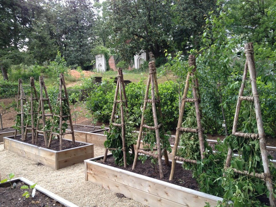 “Delicious and Nutritious: A Guide to Growing Your Own Blackberries at Home”