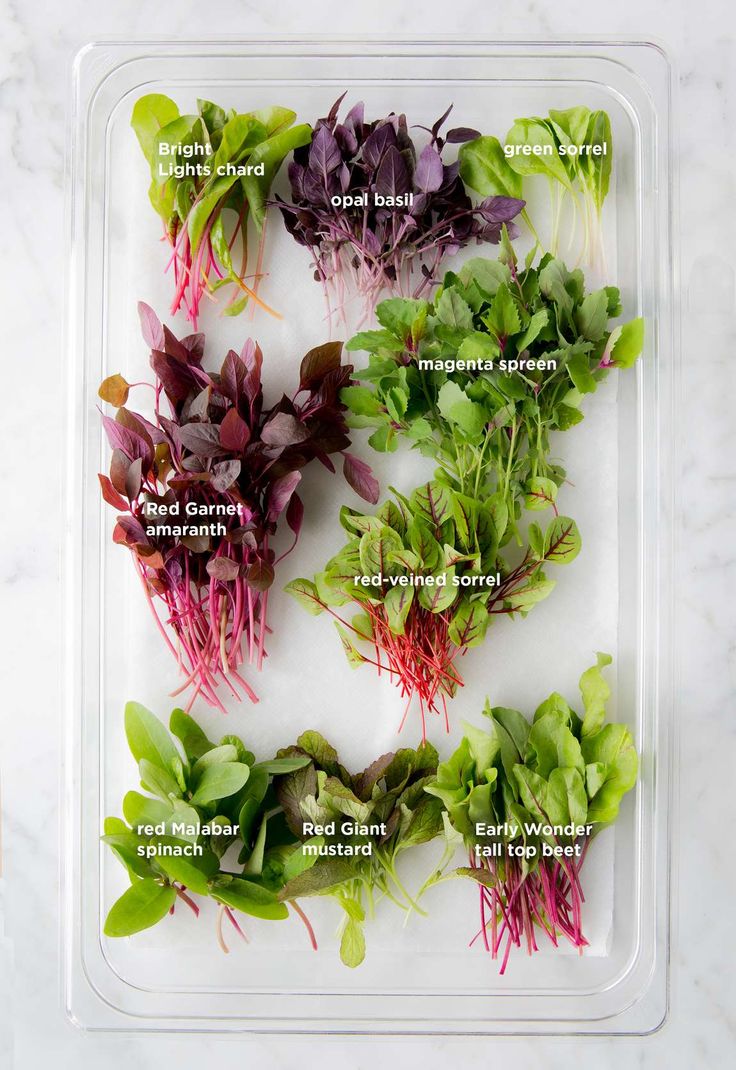 “Tiny Greens, Big Benefits: Discover the World of Microgreens for Health and Flavor!”