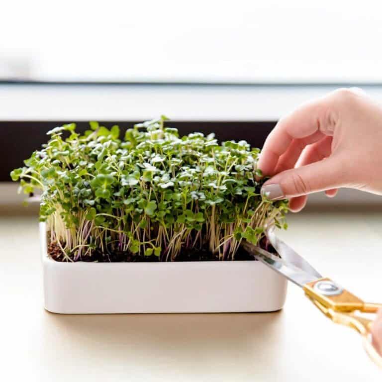 “Grow Your Own Nutrient-Packed Microgreens Indoors for Fresh, Healthy Meals Year-Round!”