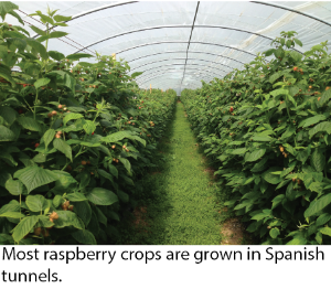 “Berry Good News: 15 Asian Countries Making a Splash in Raspberry Production!”