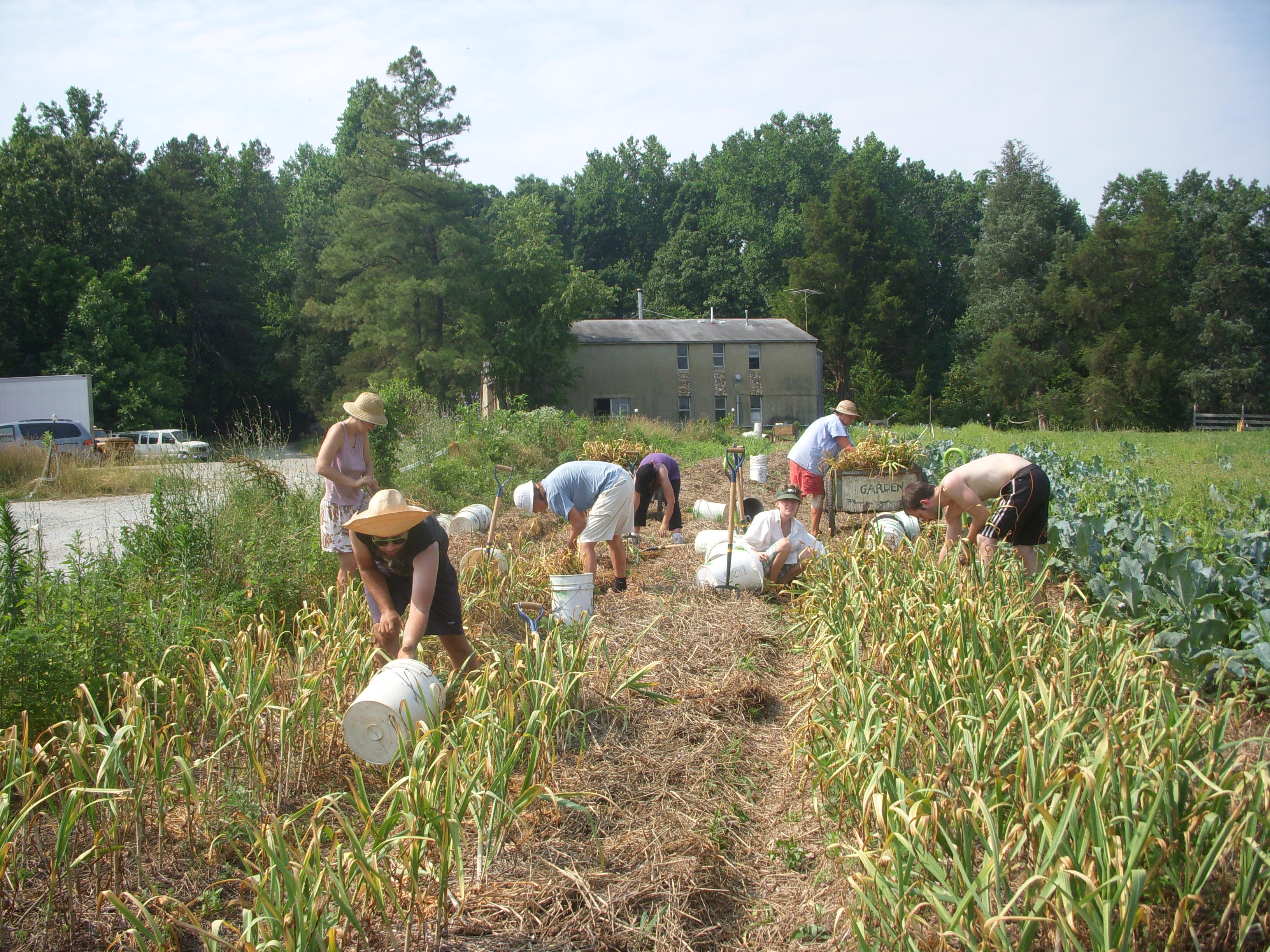 Unveiling the Secrets of Garlic Farming: Techniques Vary Across Regions
