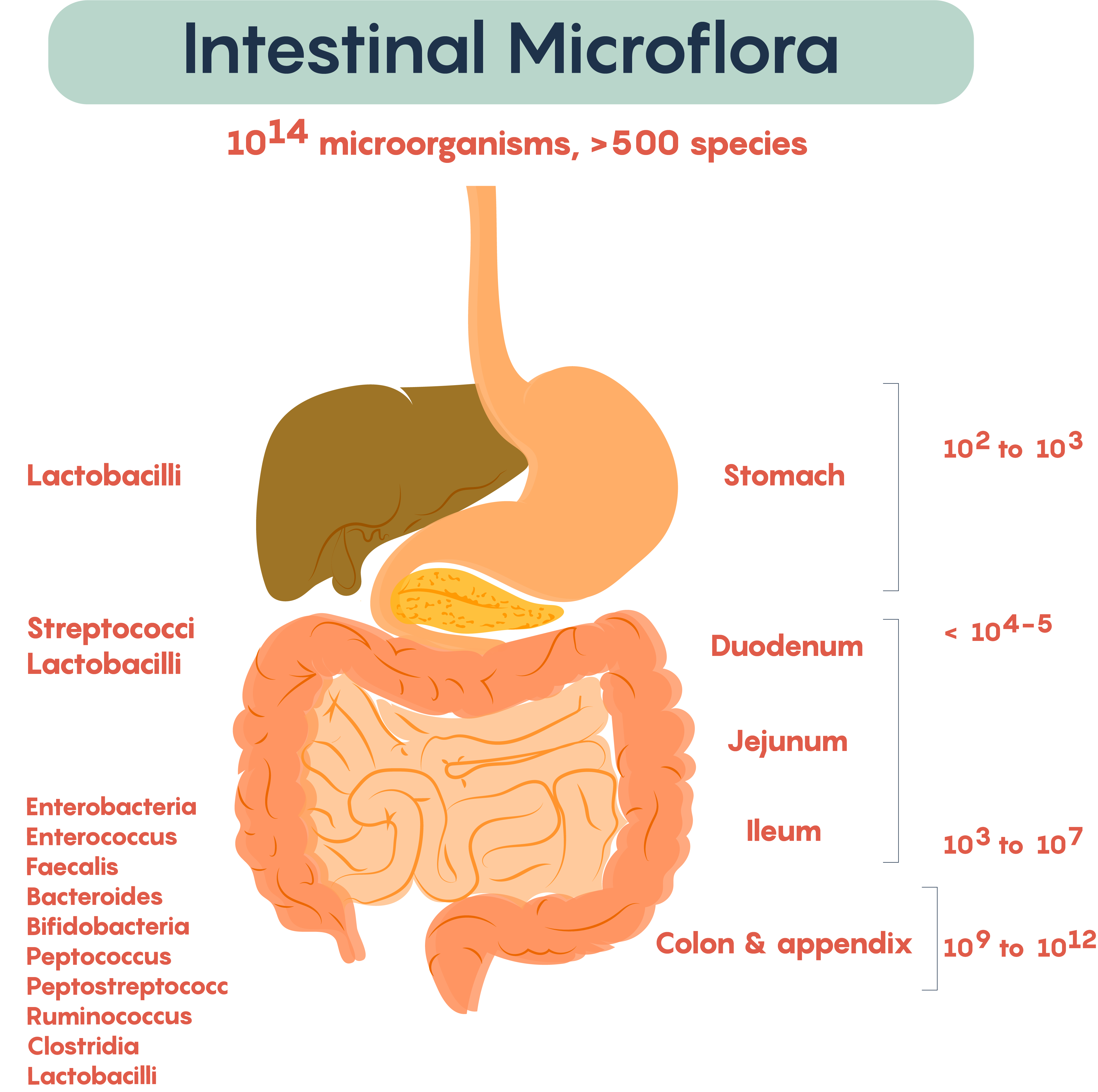 Unlocking the Secrets of the Gut Microbiome: Your Key to Optimal Health