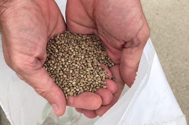 The Hemp Seed Industry: Cultivating Economic Growth and Diversification