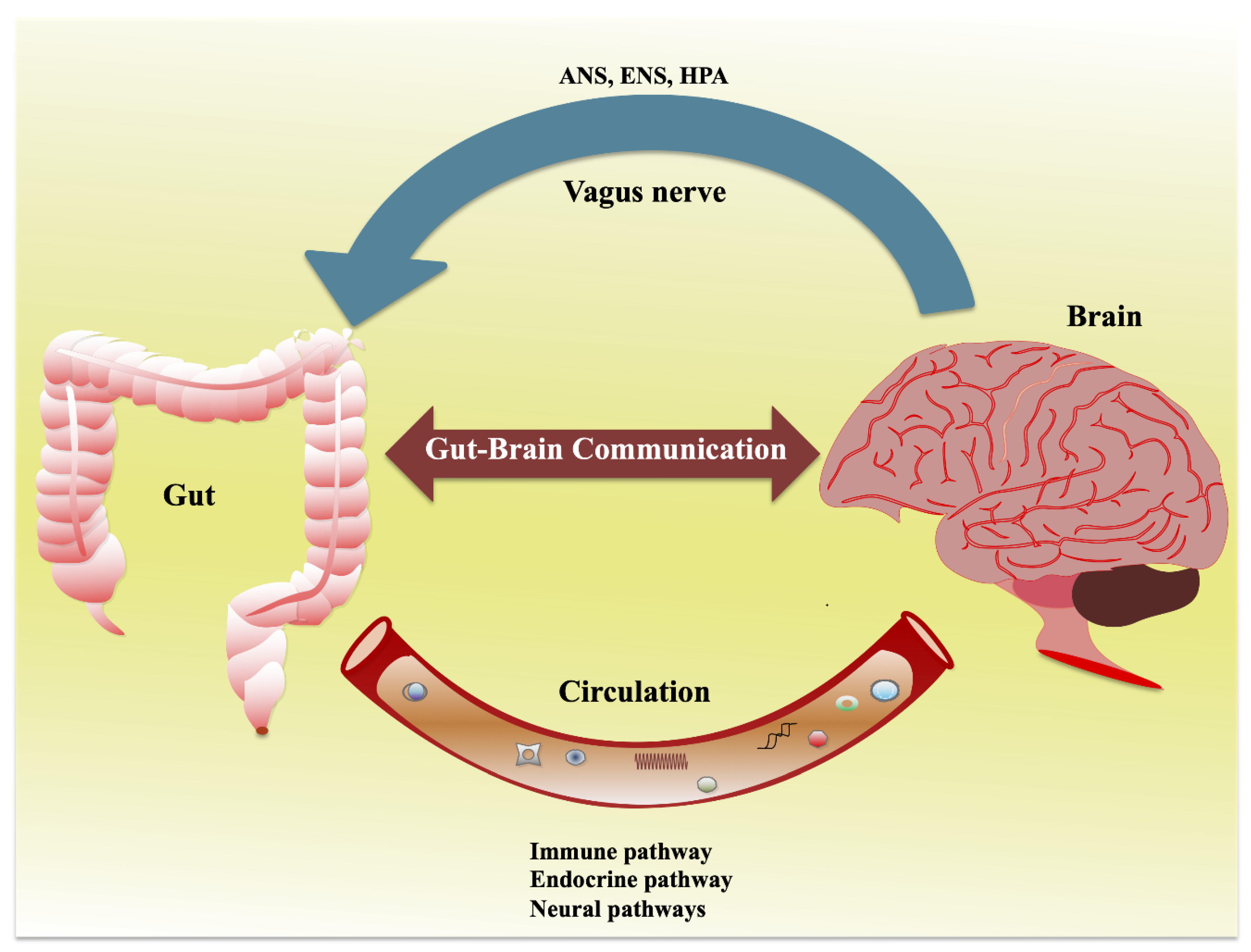 The Gut-Brain Connection: Unlocking the Secret to Mental Well-being