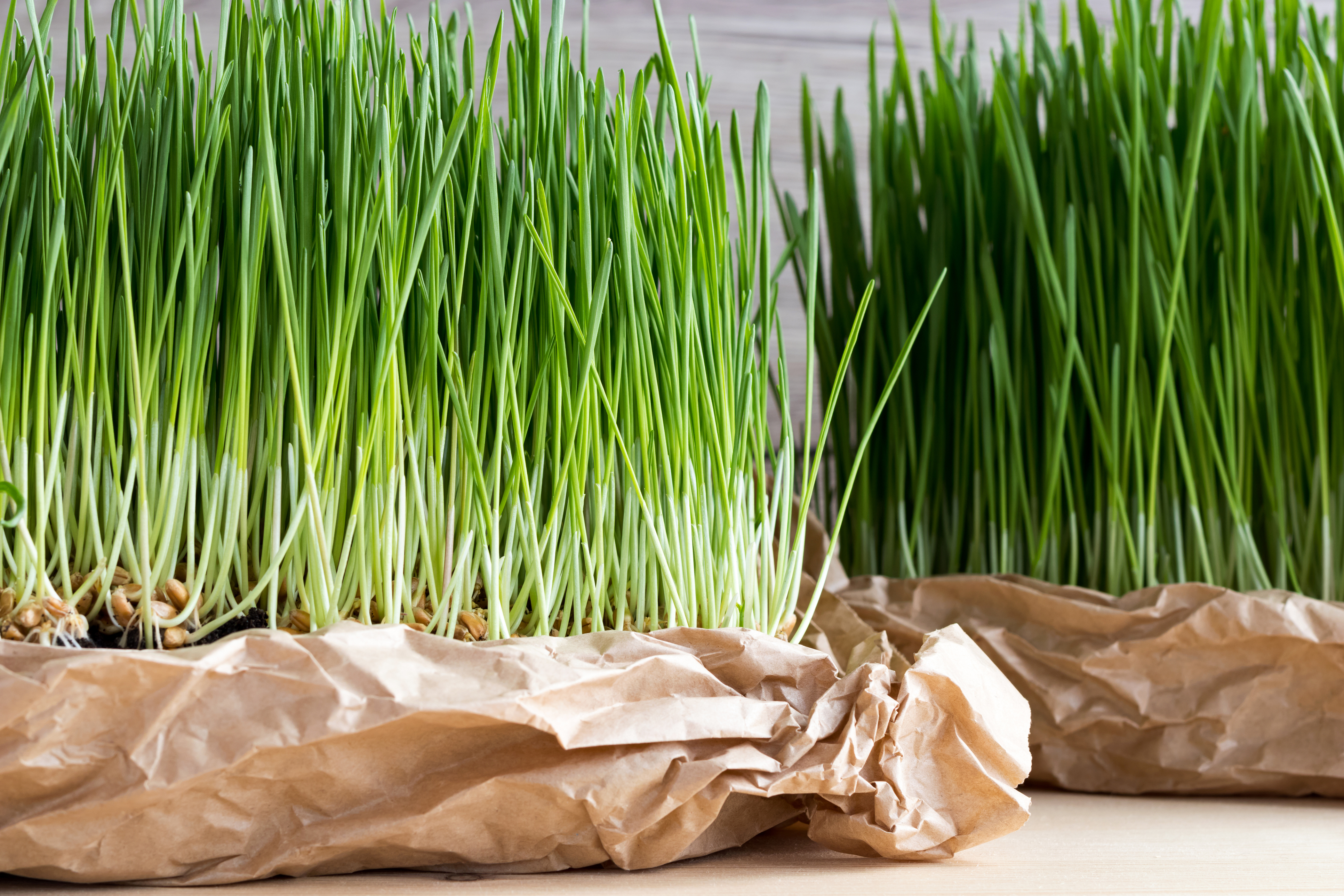 Fresh or Powdered: Choosing the Best Wheatgrass for Your Health