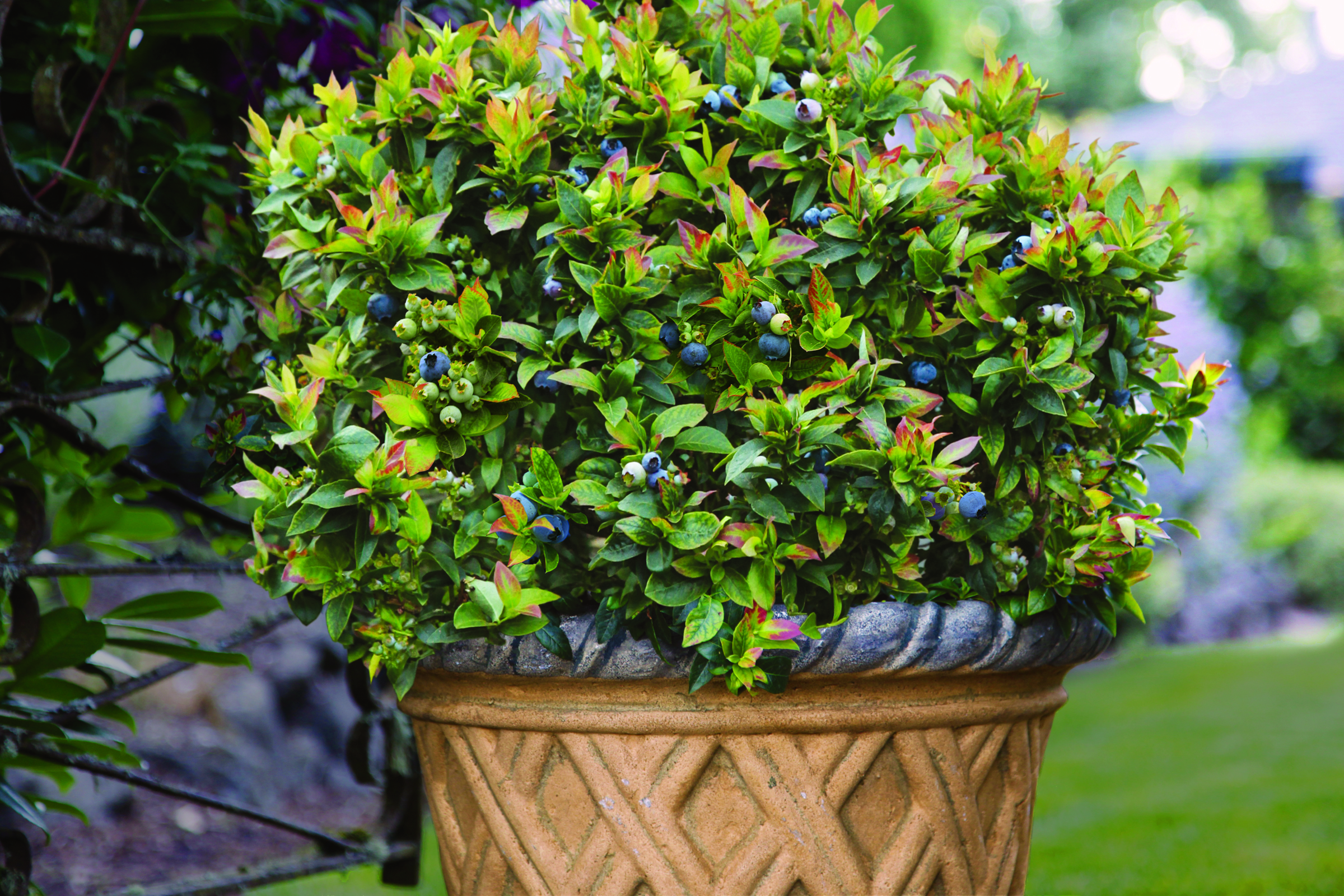 “Grow Your Own Blueberries at Home: Fresh, Healthy, and Delicious!”