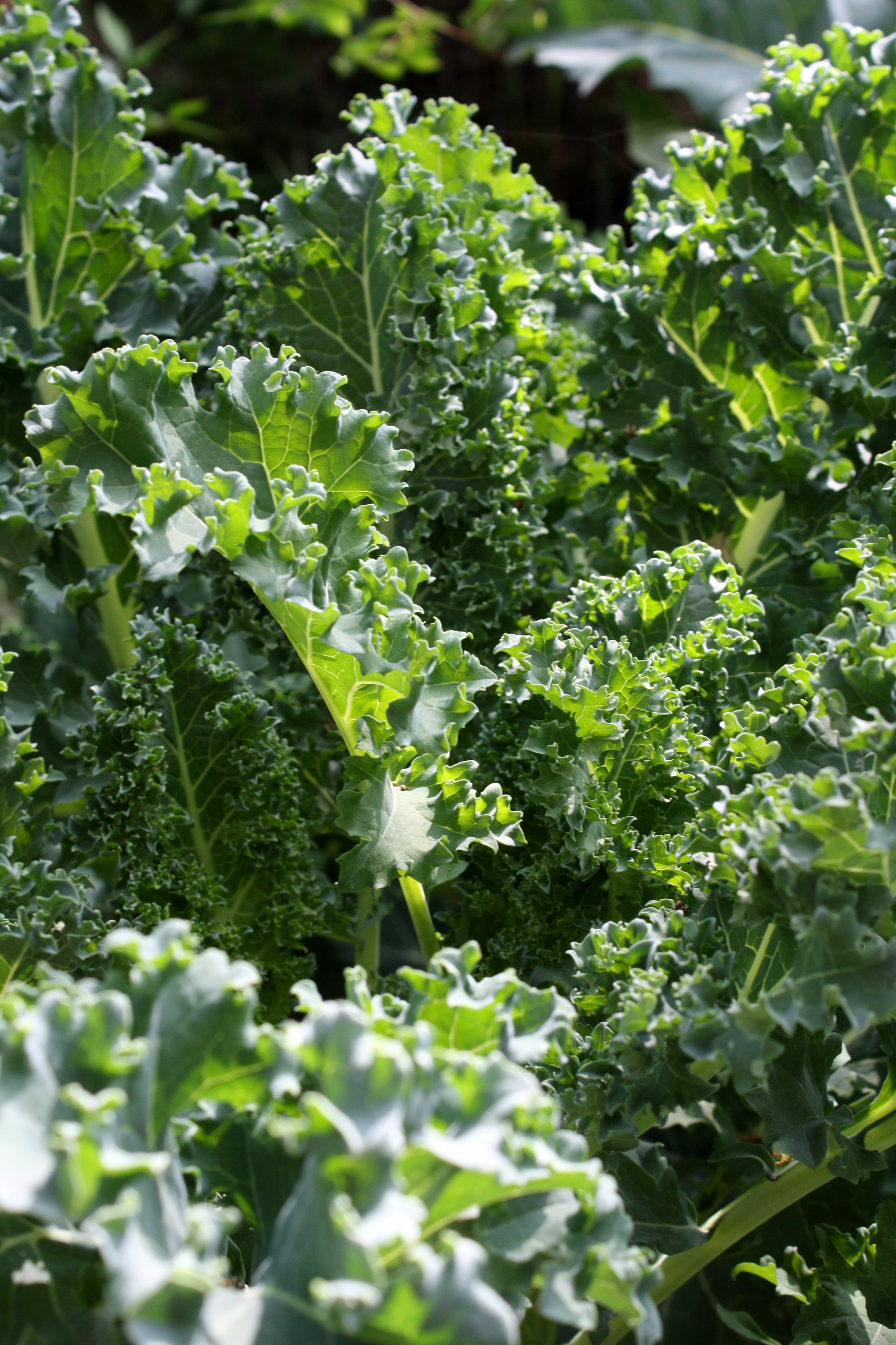“Grow Your Own Nutrient-Packed Kale and Reap the Fresh, Flavorful Benefits!”
