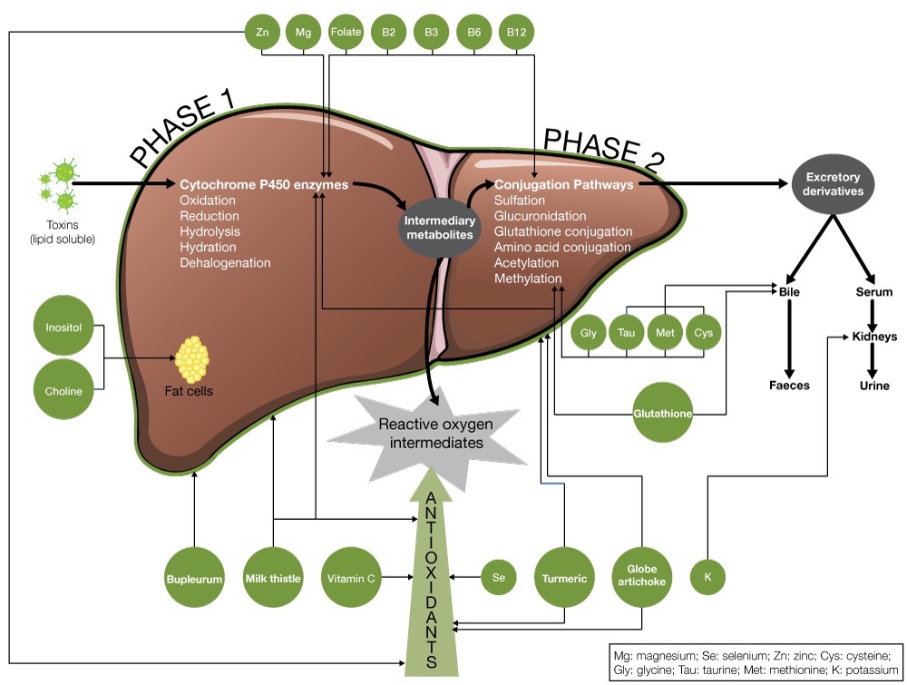 “Revitalize Your Liver: The Power of Detoxification for Optimal Health”