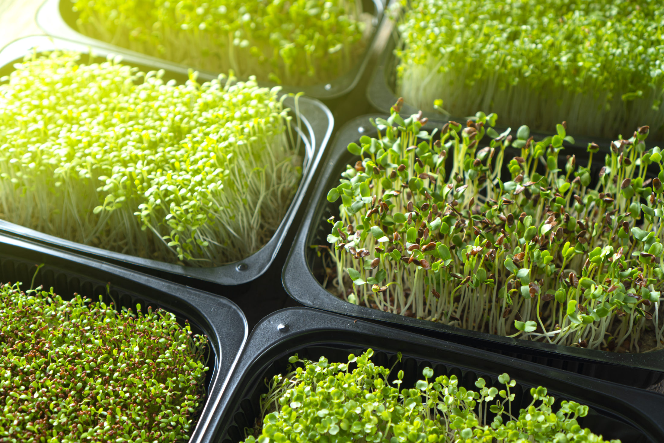 “Tiny Greens, Big Benefits: Unleash the Nutritional Power of Microgreens!”