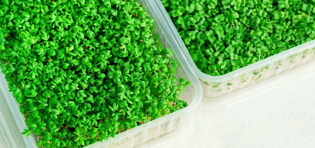 “Grow Nutritious Microgreens Without Soil: A Space-Saving and Easy Option”