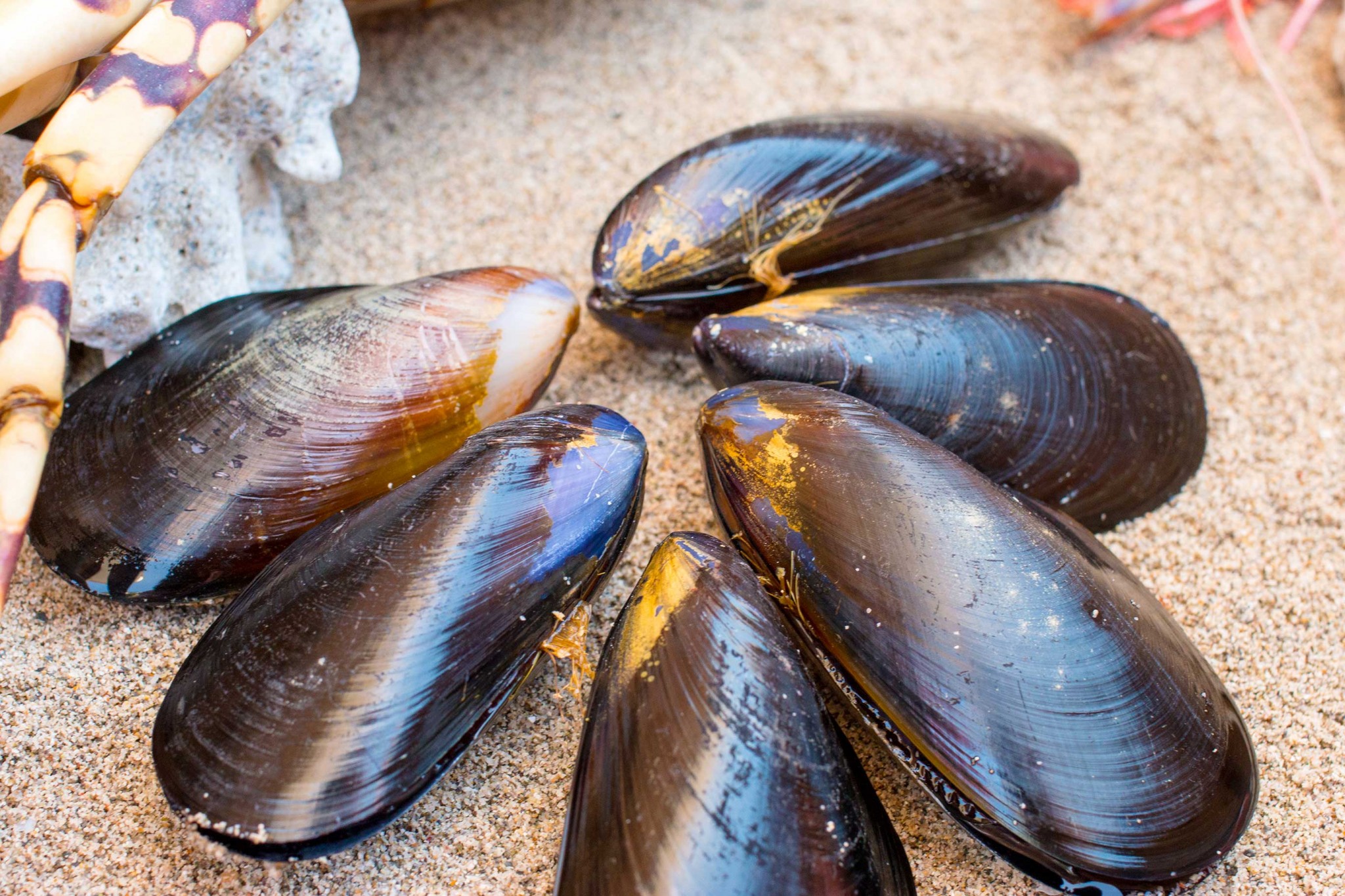 “Delicious and Nutritious: Mussels and Oysters – The Perfect Addition to Your Healthy Eating Plan!”