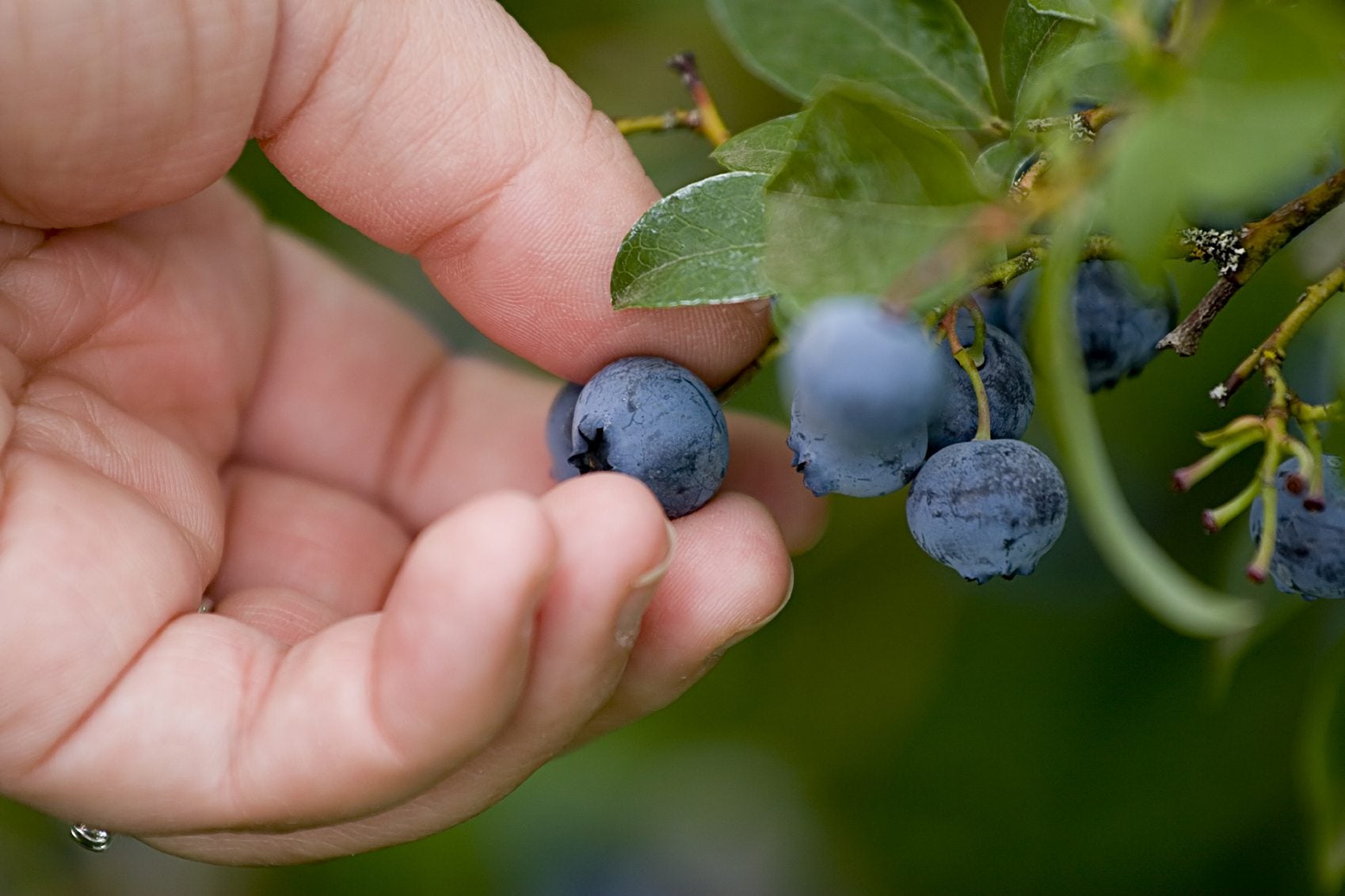Unleash Your Inner Berry Ninja: Blueberry Picking Tips for Success