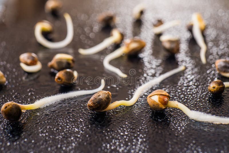 Sprouting and Germinating Hemp Seeds: A Fun and Nutritious Home Project