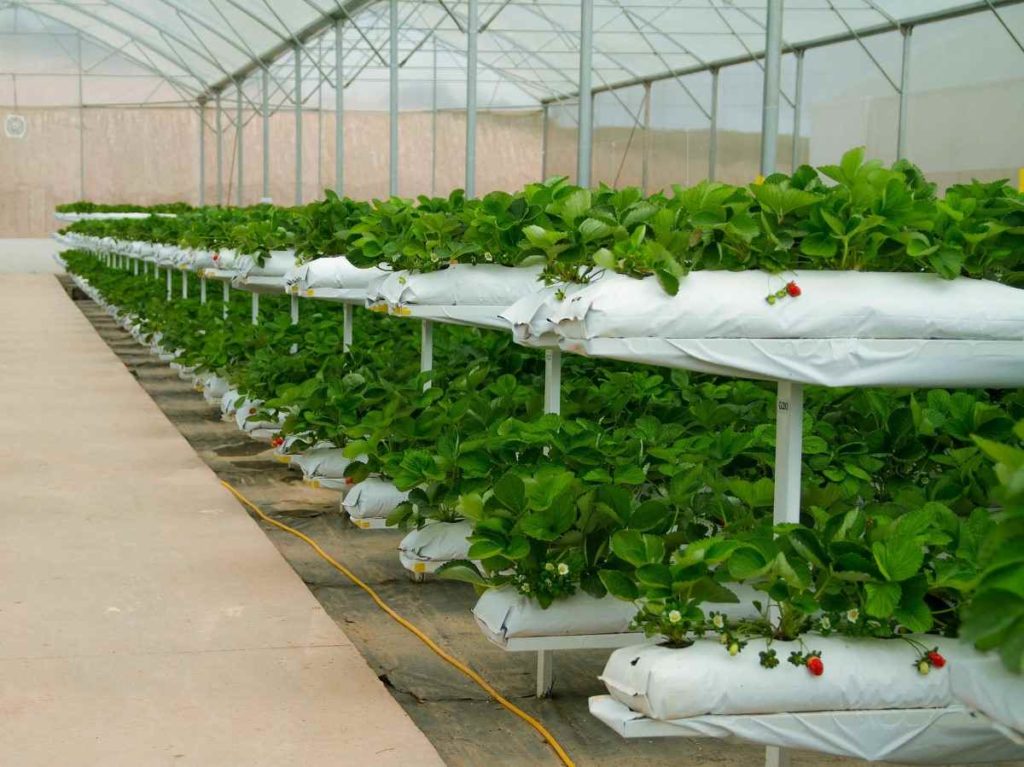 Organic Strawberry Farming: A Sustainable and Healthy Approach