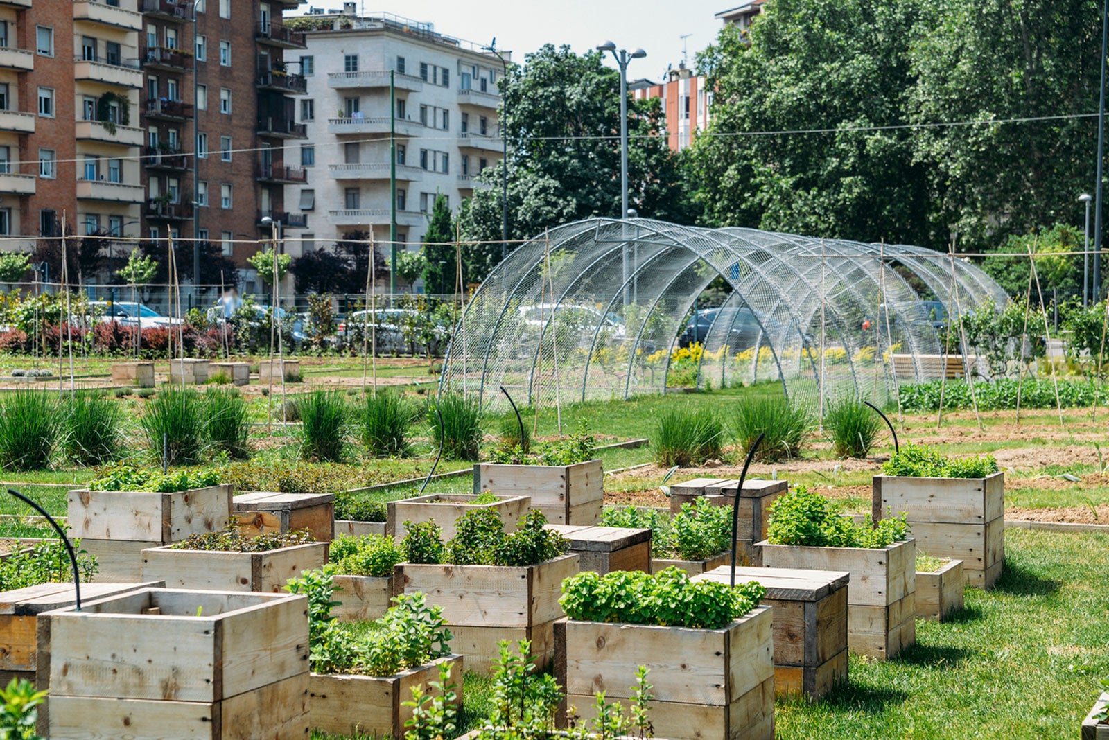 “Growing Green: Urban Farming Cultivates Sustainable Food Systems in Cities”