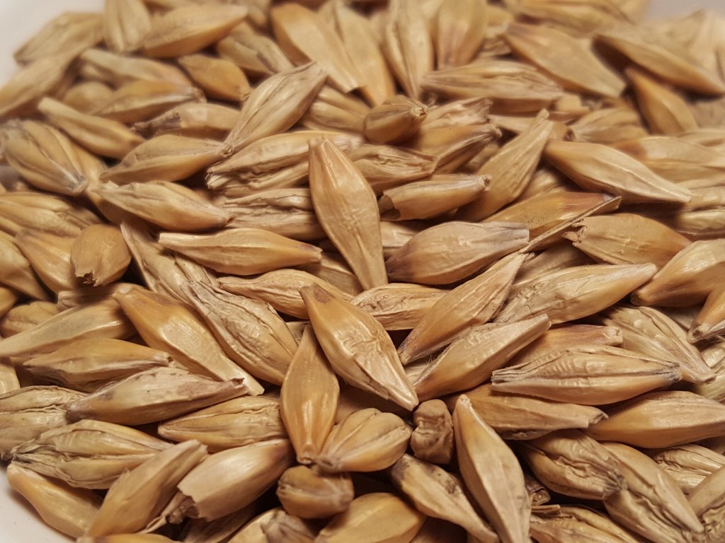Barley: The Nutrient-Packed Super Grain for a Healthy Diet