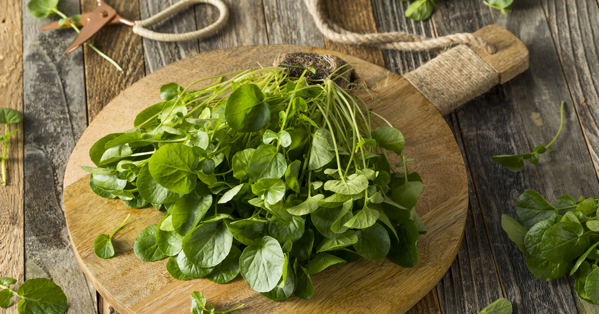 Watercress: The Superfood You Need to Try