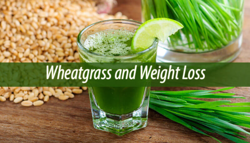 “Wheatgrass: The Superfood Secret to Shedding Pounds Naturally”